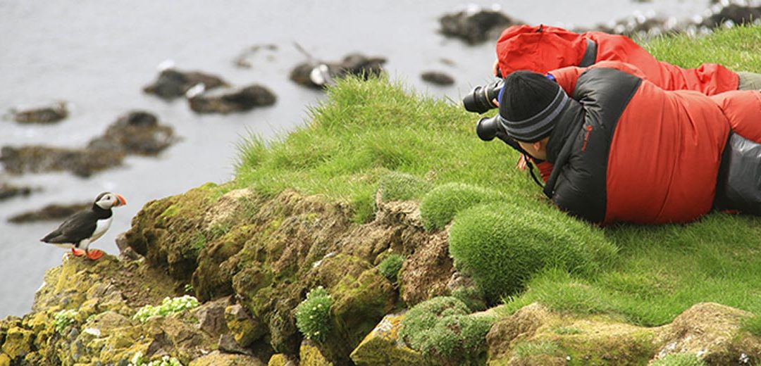 ISLANDIA, PARAÍSO DE AVES