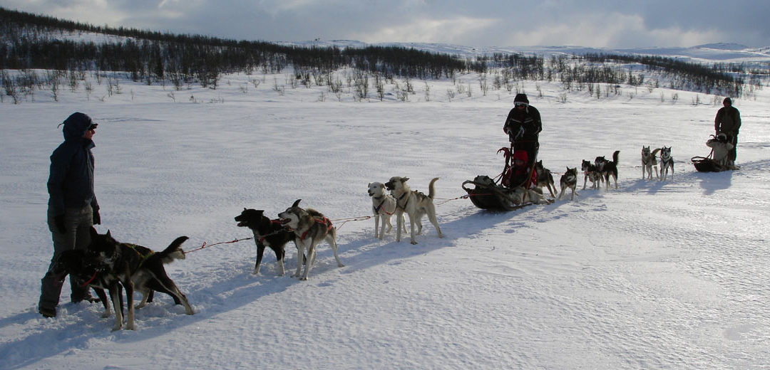 FINLANDIA. HUSKY Y RAQUETAS EN LAPONIA