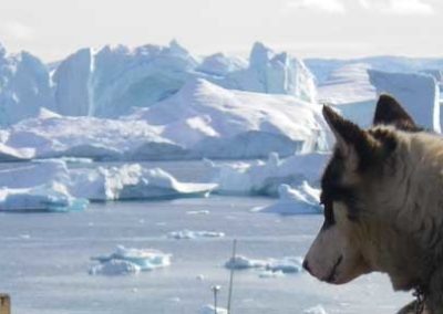 perros de trineo en ilullissat groenlandia