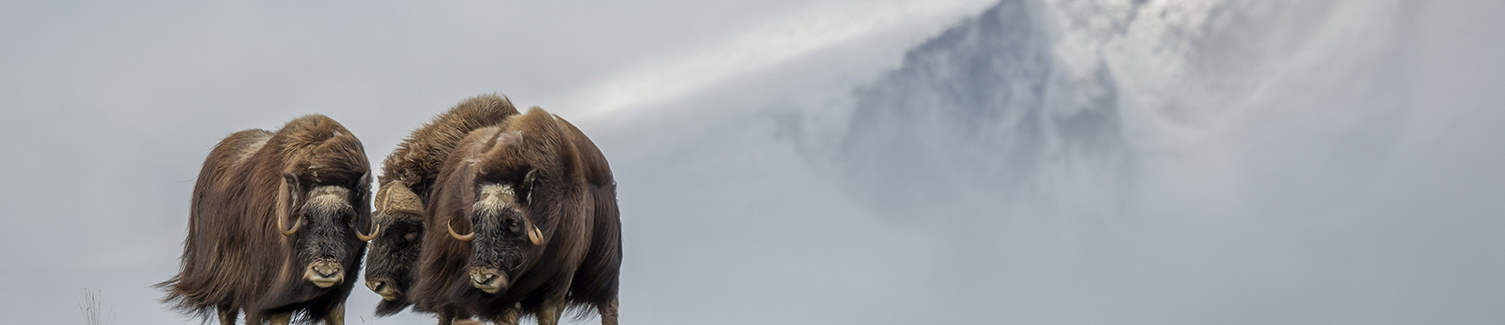 Buey Almizclero Noruegajell-a