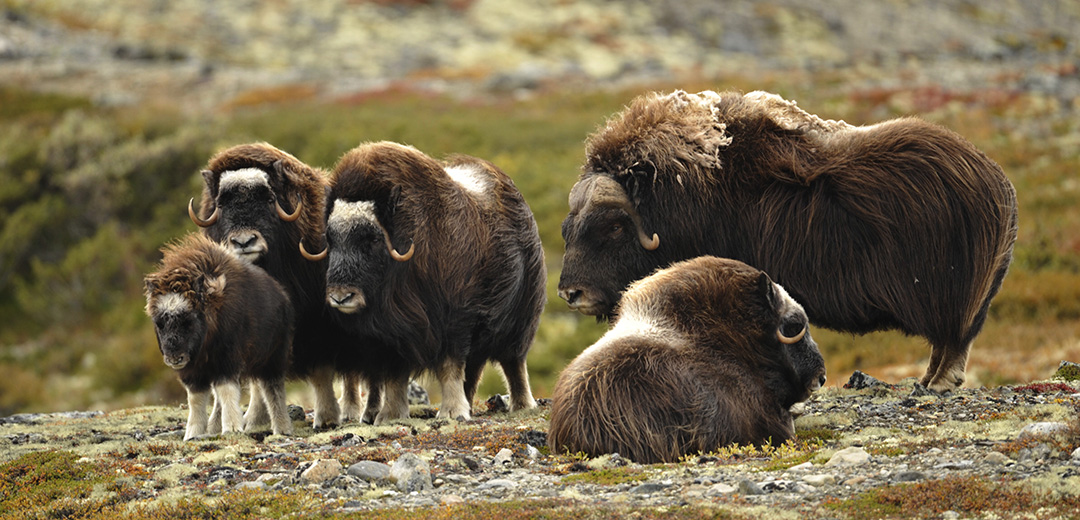 Trekking de Dovrefjell, tras las huellas del buey almizclero en Noruega